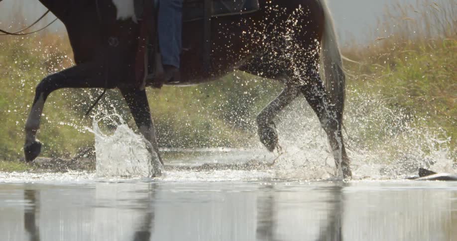 A horse runs and splashes through the water