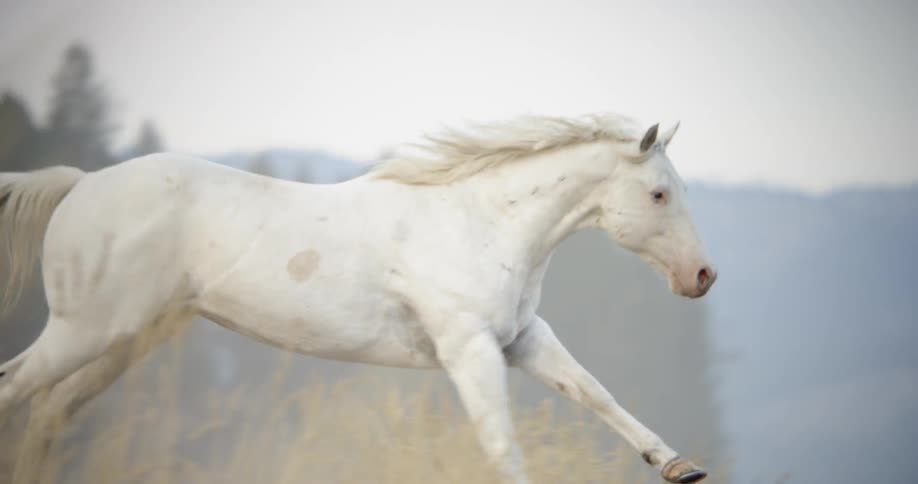 A white horse gallops over flat land