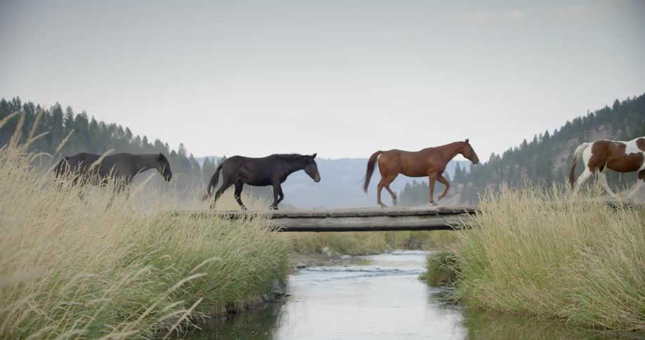 Horses walk across a wooden bridge