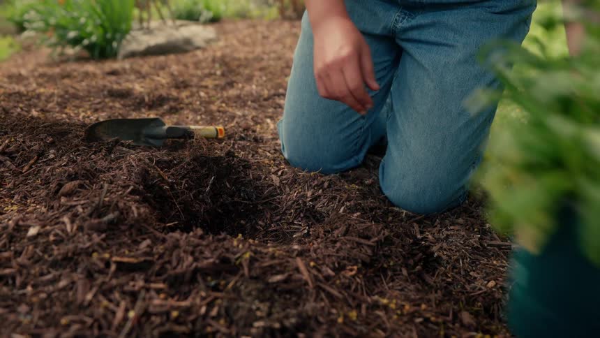 Pair of hands digging a hole and picking up a flower seedling