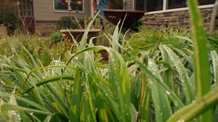 Green plants in the foreground and in the background a person carrying a wheelbarrow