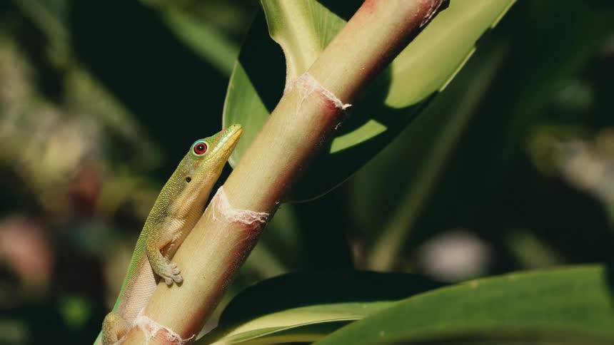 A green lizard with red eyes climbing a tropical plant