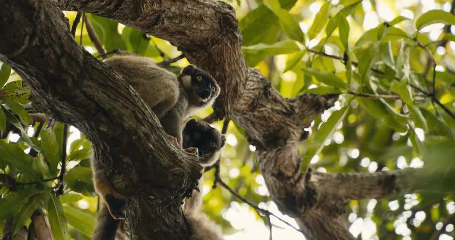 Two lemoras on a tree trunk