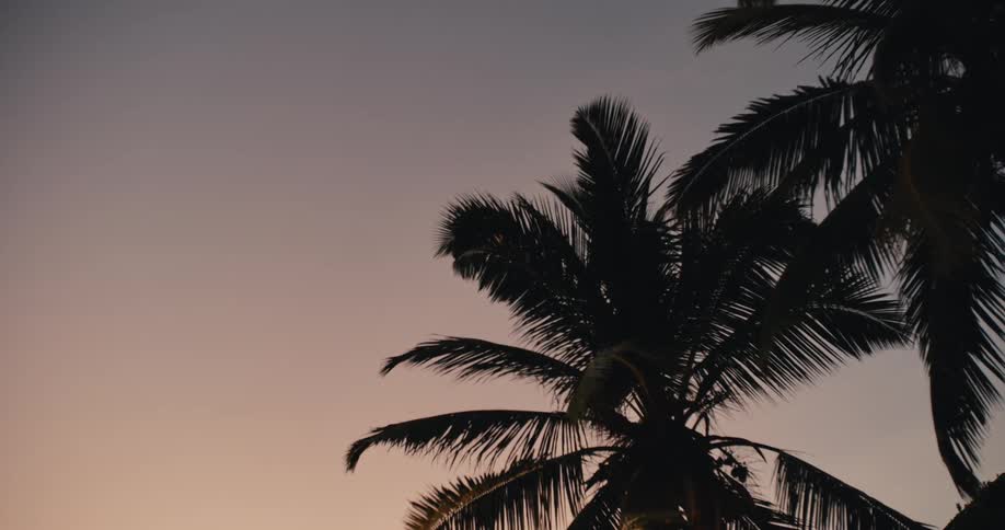 The wind blows the tree branches at sunset