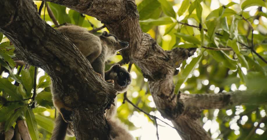 Two lemora on a tree trunk with green leaves