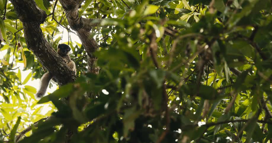 Lemura peers intently from the tall branches of a dense tree