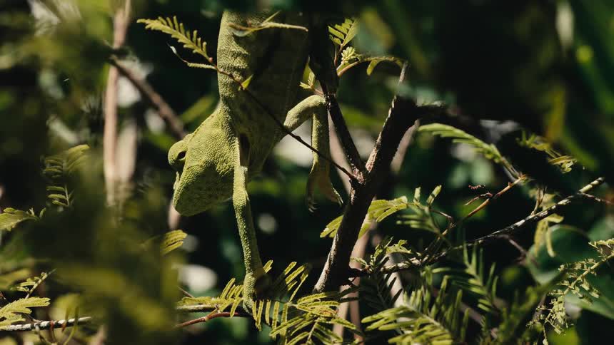 Green lizard hangs upside down on tropical trees