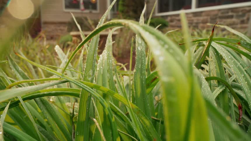 The plants are being watered in the yard