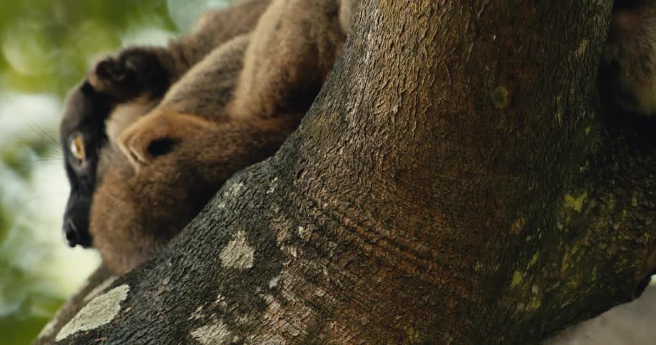 The animal is resting on a branch