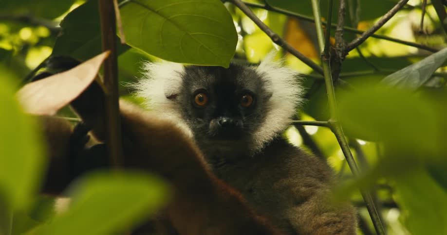 A monkey sitting on tree branches on a sunny day