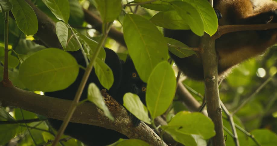 Simians sitting on branches