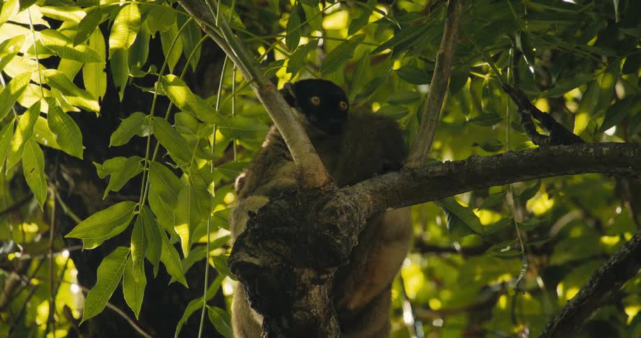 The lemur eats leaves up in the tree