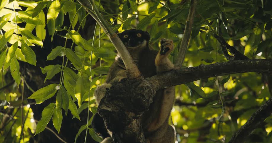 A lemur sits perched on a tree branch surrounded by dense green foliage in a tropical forest