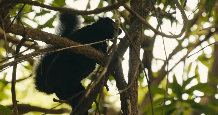 A black and white lemur with prominent ear tufts and a bushy tail sits on a tree branch looking around before starting to climb higher among the branches