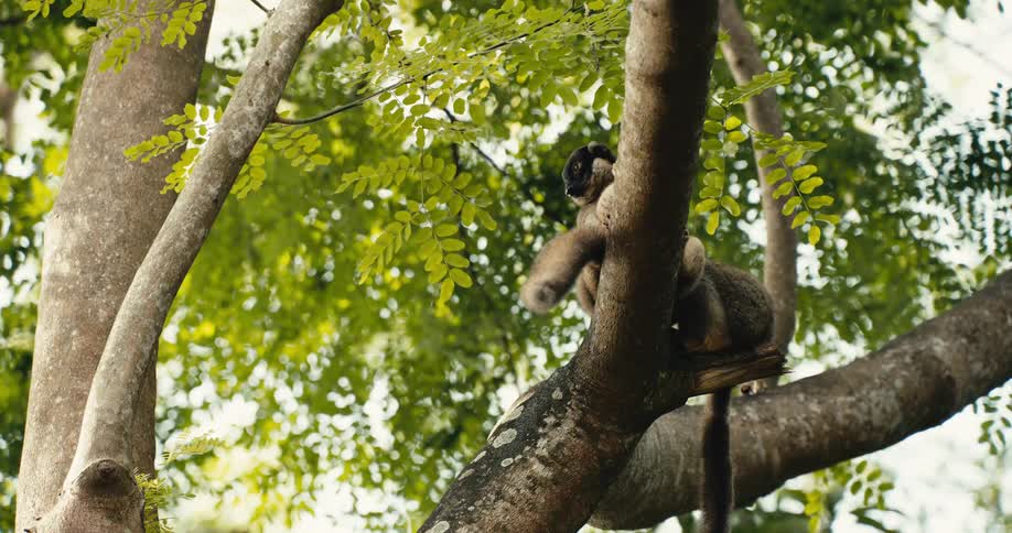 Two lemoras on a tree trunk during the day