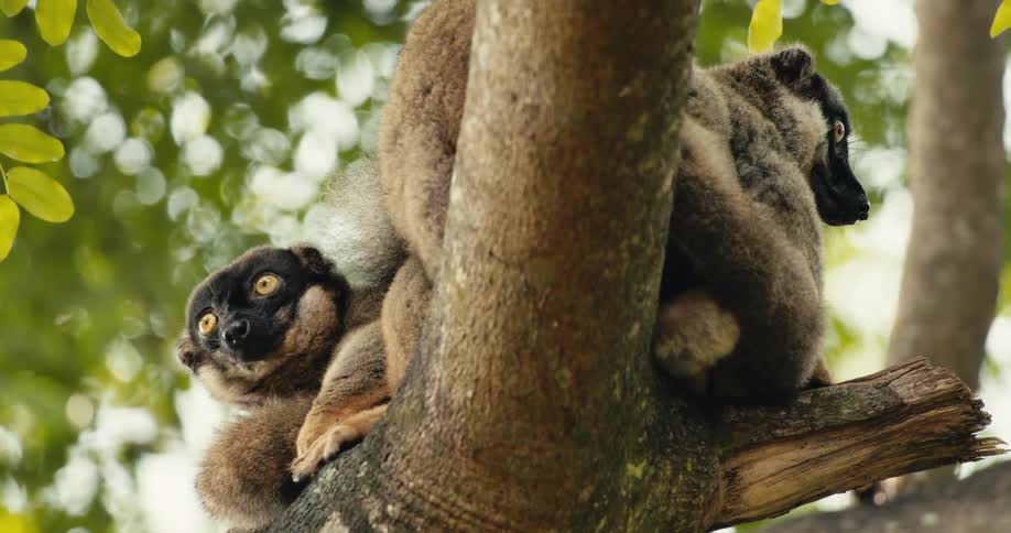 Two lemurs resting in a tree next to each other