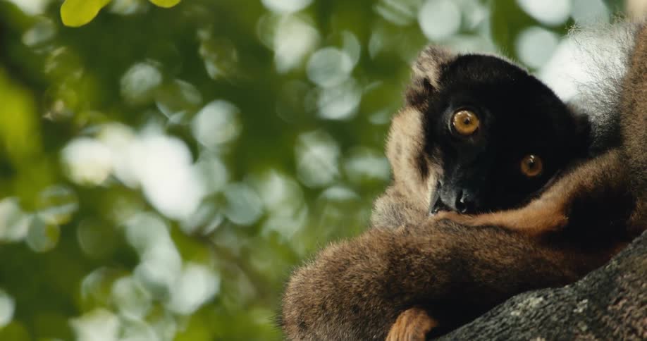 Lemur sitting on a tree trunk and licking its own