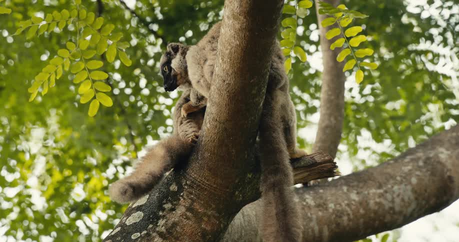 A lemur is grooming or licking another lemur while perched on a tree branch in a dense green forest canopy