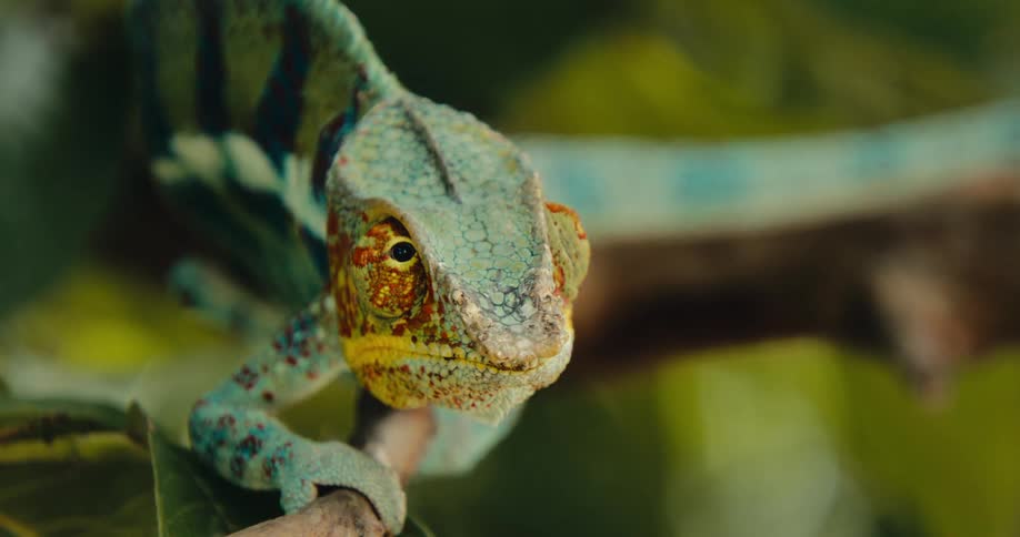 The chameleon is looking around on the branch