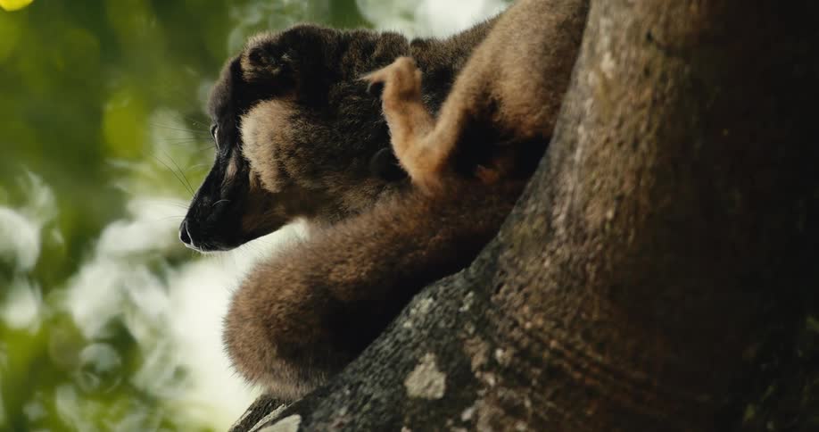 Lemur lying on a tree trunk scratching its fur