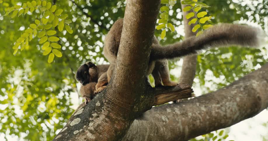 Two lemurs sit on a tree branch in daytime