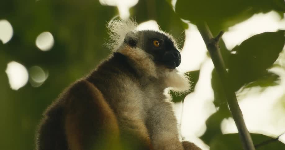 A lemur with white tufts of fur around its ears and a dark face is perched on a tree branch surrounded by green leaves