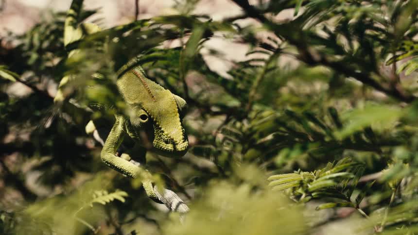 The chameleon is standing on the branch