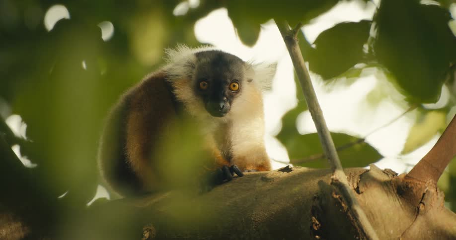 A small brown and white monkey perches on a tree branch in a jungle