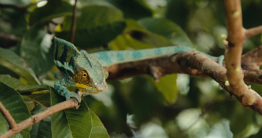 The chameleon is blinding in with the tree