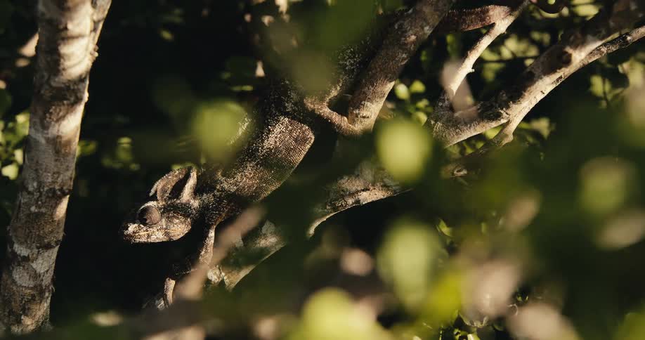The chameleon is blending in with the branch