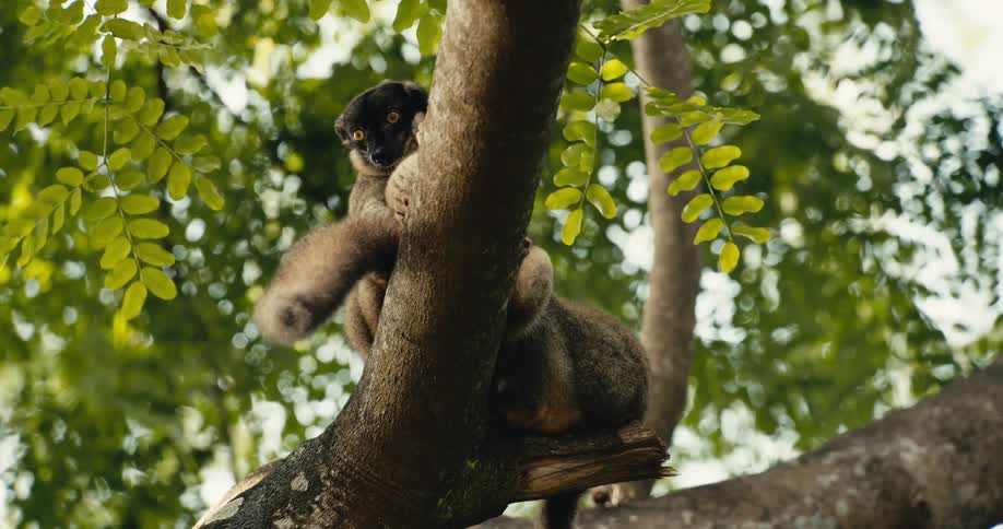 Simian on a branch
