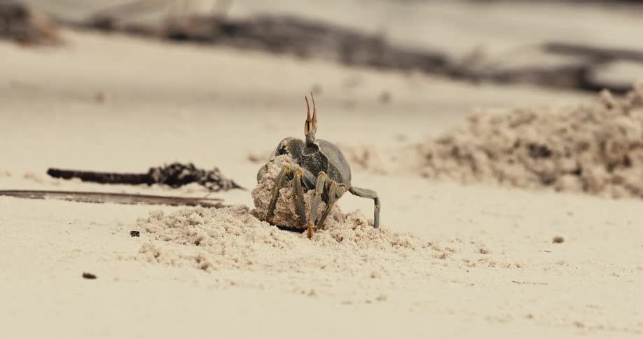Crab walking and carrying sand