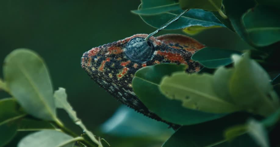 Chameleon in a tree