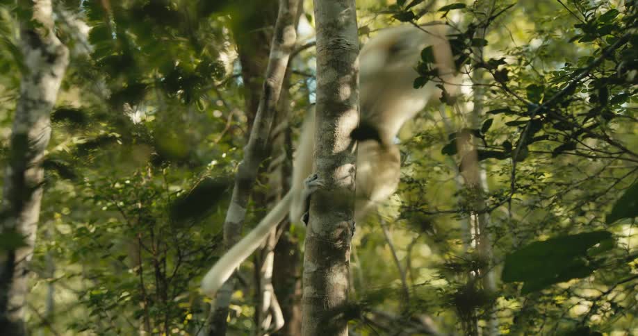 A monkey jumps from a tree trunk to another in the jungle during the day