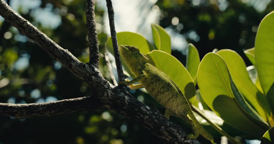 Static chameleon on a tree trunk