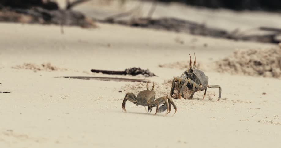 Crabs walk and dig in the sand