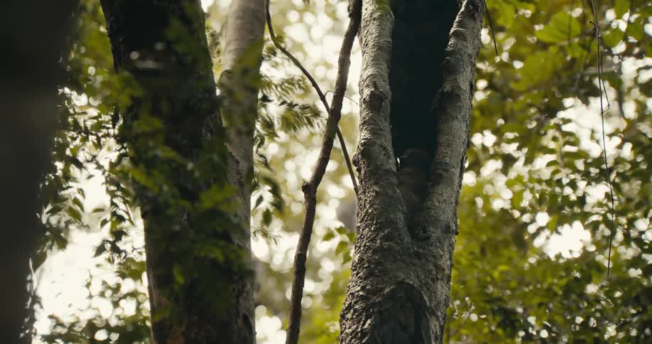 Trees in a forest have a lot of green leaves
