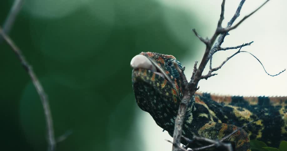 A vividly colored chameleon is perched on a thin branch in a natural forested environment