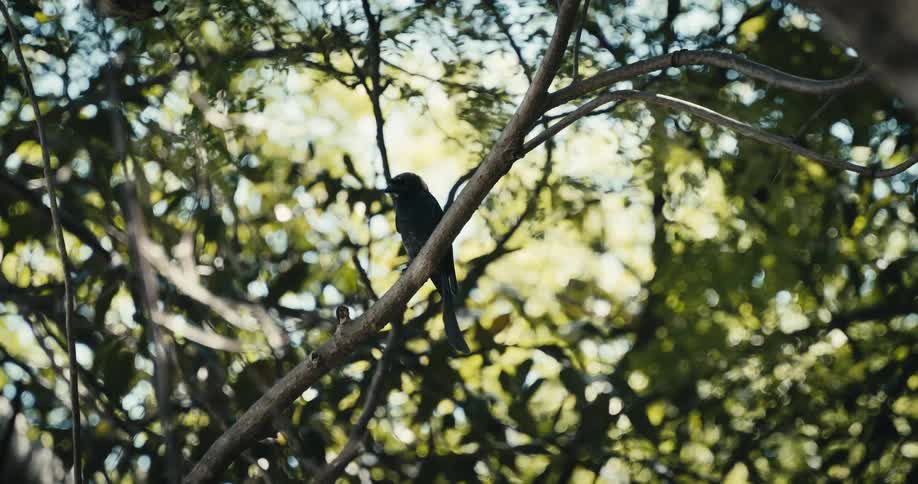 A bird looks from side to side while perched on a tree branch in daytime