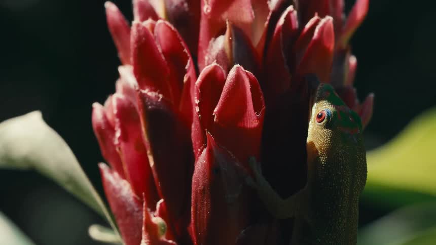 Greenish lizard licking a red flower