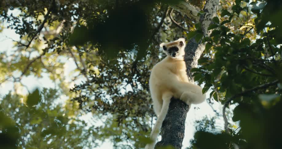 Yellow lemur hanging on a tree branch looking around