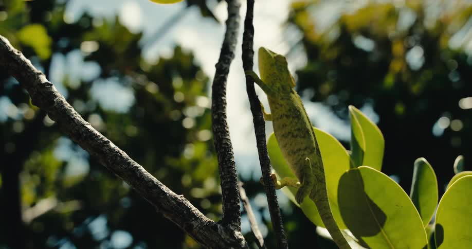 Chameleon crawling on a tree branch
