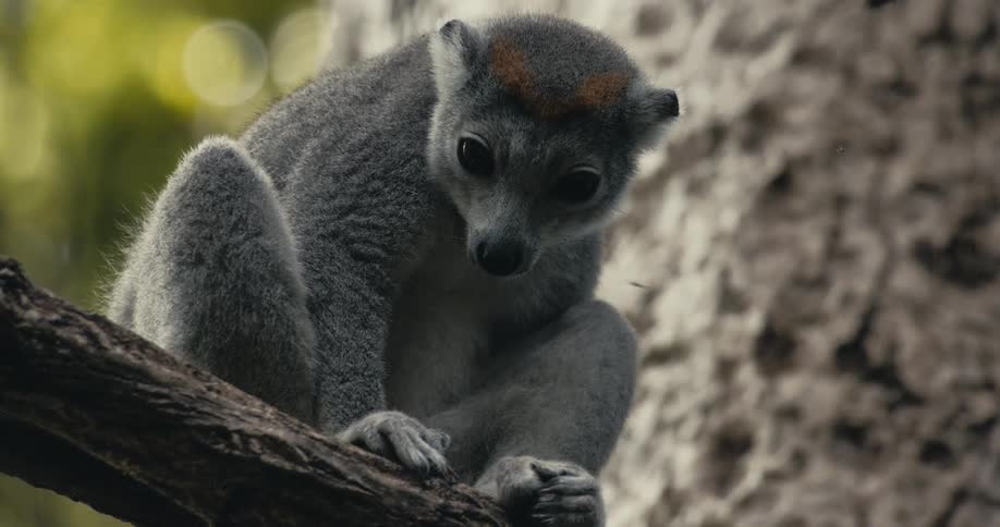 Lemur rests on a branch with an attentive expression