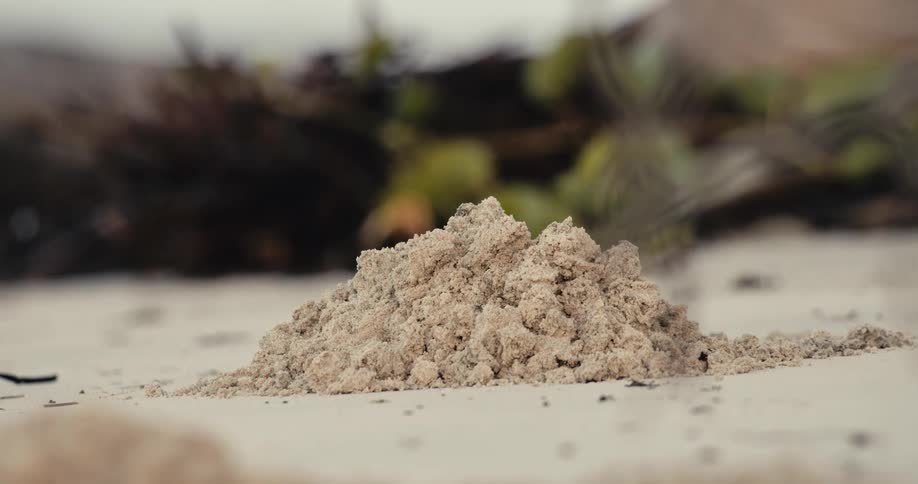 The small crab digs into a pile of sand