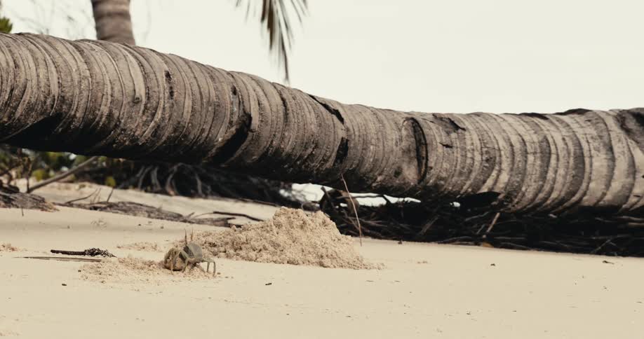 A crab on a sandy beach near its burrow under a large fallen palm tree trunk walks a short distance before disappearing into its hole