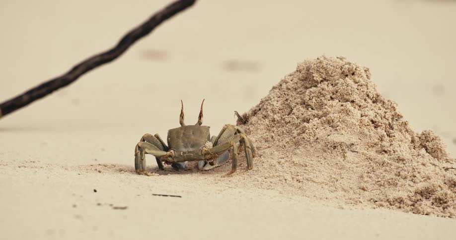 A closeup shows a crab with prominent eyestalks standing on a sandy beach next to a pile of sand actively moving its mouthparts