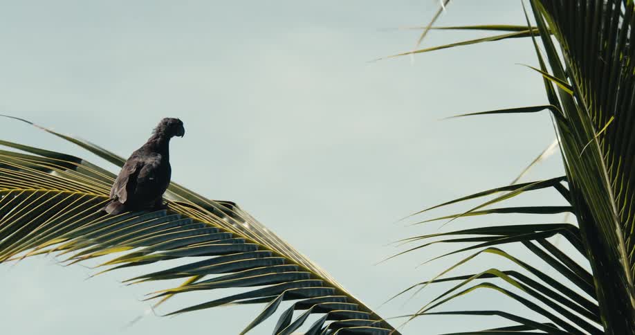 A bird is sitting on a tropical leaf on a windy day