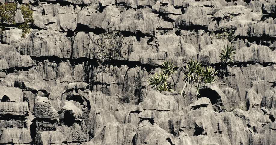 Trees standing against a cliff wall sways in the wind