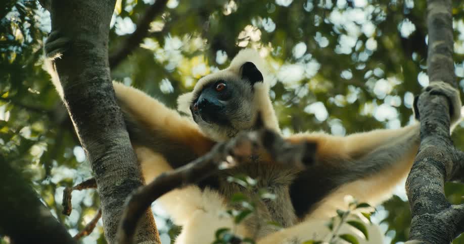 A lemur holding two tree branches