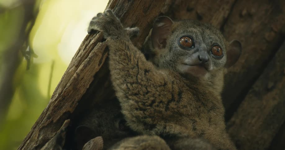 A jungle animal is hanging onto a tree during the daylight